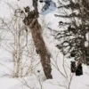 Burton Family Tree Hometown Hero Camber Snowboard